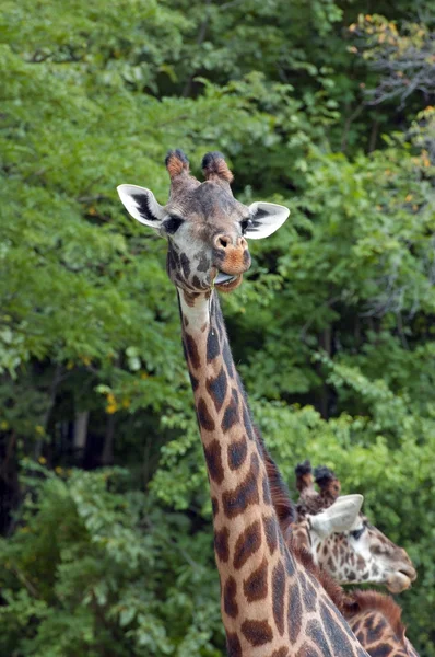 Masai Giraffa — Foto Stock