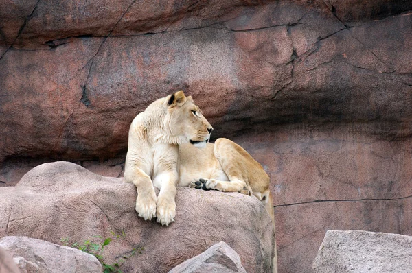 stock image Lioness