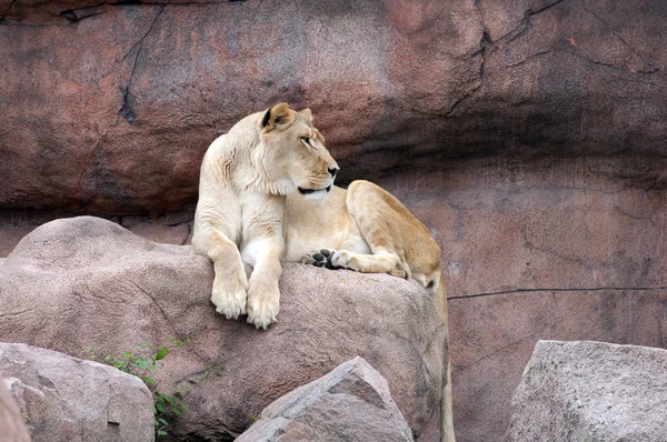 Stock image Lioness