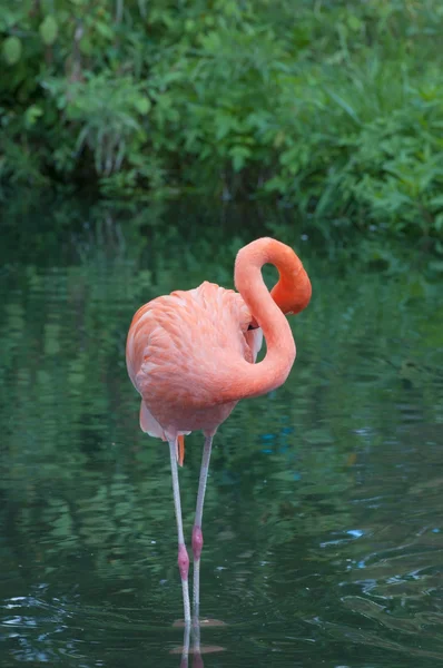 Фламинго США — стоковое фото