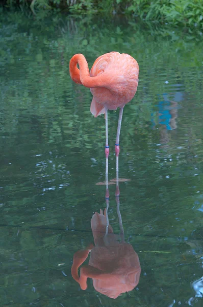 Amerikanska flamingo — Stockfoto