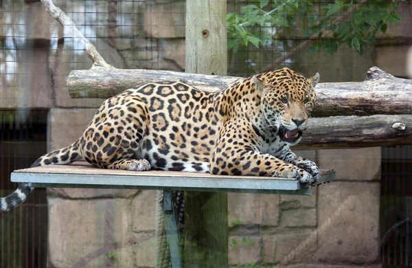 Расслабленный ягуар — стоковое фото