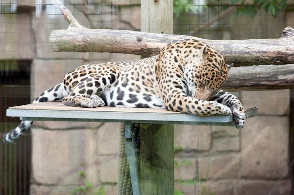 Relaxed jaguar — Stock Photo, Image