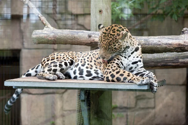 Jaguar —  Fotos de Stock