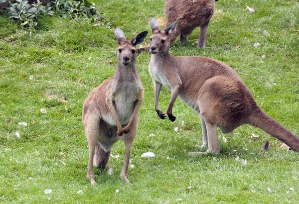 stock image Red Kangaroos