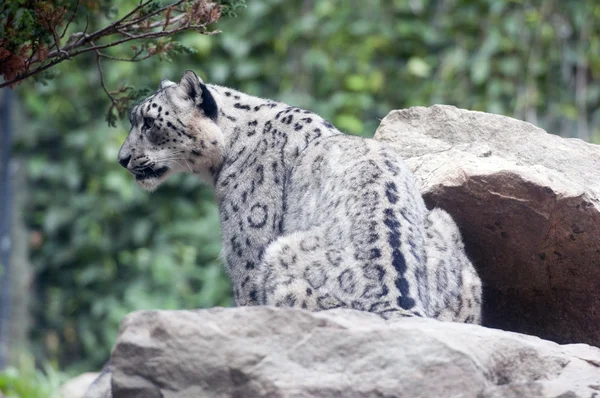 Snow leopard — Stock Photo, Image