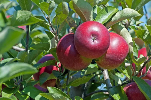 Яблоки на ветках — стоковое фото