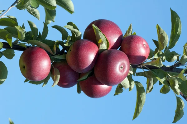 Æbler - Stock-foto