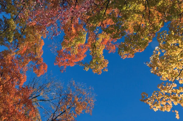 Der bunte Baum des Herbstes — Stockfoto