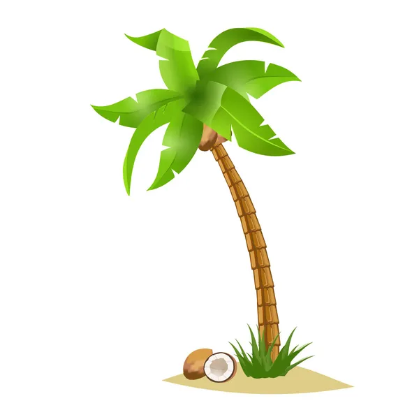 Palm tree and coconuts — Stock Vector