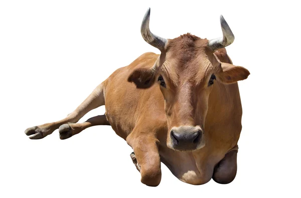 Корова ізольовані — стокове фото