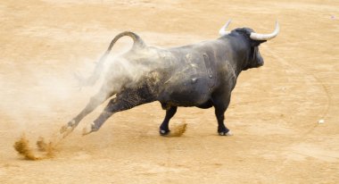 Black bull in the spanish bullfighting arena clipart