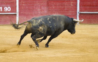 Brave Spanish bull in a bullfight clipart