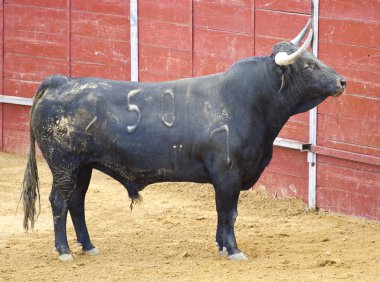 Büyük boynuzlu İspanyol boğa güreşi ile güçlü bir boğa. Matador gelirliler içinde