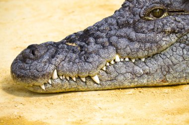 Alligators resting On The Sand clipart