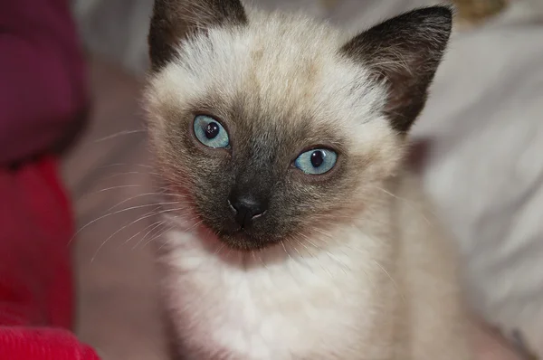 Siamese kitten with blue eyes, newborn — Stock Photo, Image