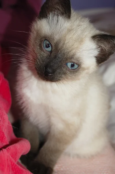青い目、新生児のシャム猫 — ストック写真