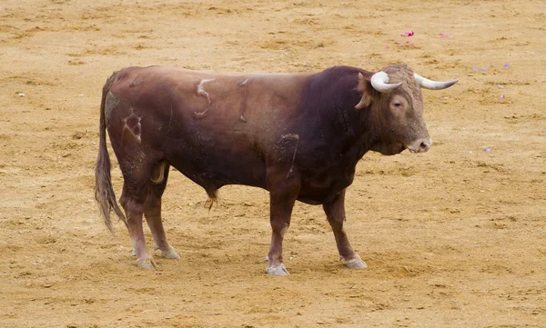 Toros españoles (toros bravos) en Madrid. Famoso de la traditio —  Fotos de Stock