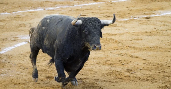 Spanish bulls (toros bravos) in Guadalajara province, Castilla L — Stock Photo, Image