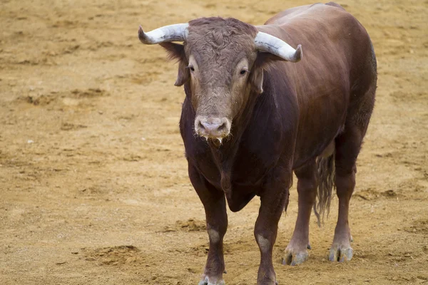 Hnědá býk v aréně španělské býčí zápasy — Stock fotografie