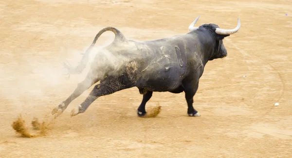 Toro negro en la arena taurina española — Foto de Stock