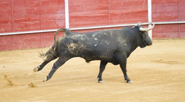 Ταυρομαχίες της ταύροι, τυπική ισπανική παράδοση όπου torero ένα — Φωτογραφία Αρχείου