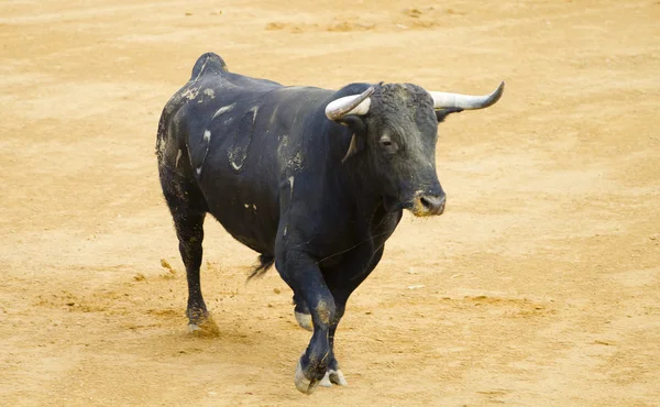 Starker spanischer Stier im Stierkampf — Stockfoto
