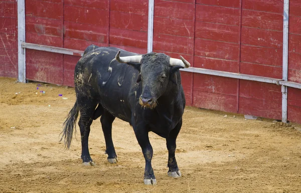 Poderoso toro español en una corrida de toros — Foto de Stock