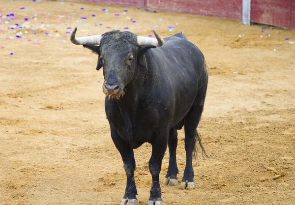 Poderoso toro español en una corrida de toros. Plaza de toros Matador en Madrid —  Fotos de Stock
