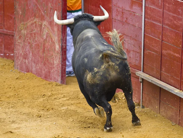 Mächtiger Stier prallt gegen Stierkampfarena — Stockfoto