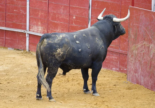 บูลรอคอยนักสู้วัว — ภาพถ่ายสต็อก