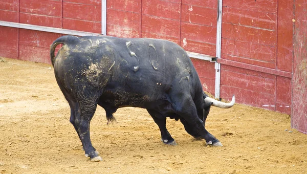 Valente espanhol touro esperando toureiro — Fotografia de Stock