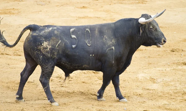 Spanischer schwarzer Stier in der Stierkampfarena mit Sand — Stockfoto