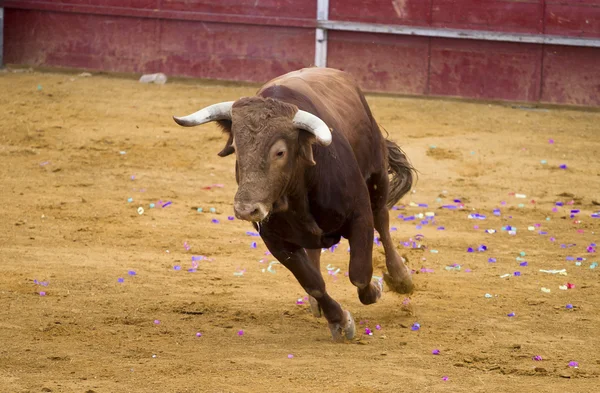 Brown bull attacking Spanish bullfighter — Stock Photo, Image
