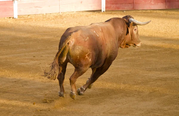 Spanischer brauner Stier in der Stierkampfarena mit Sand — Stockfoto