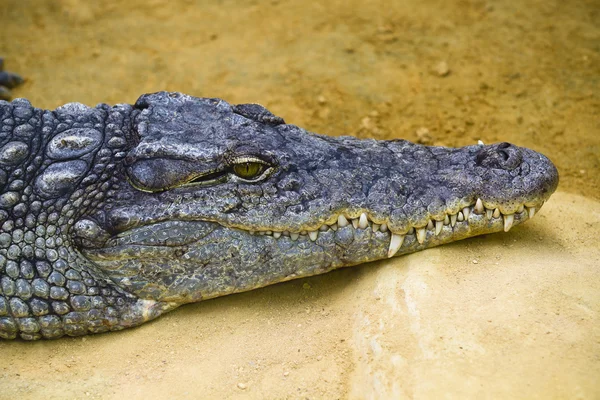 Nahaufnahme von Krokodilzähnen und Vorderseite des Mundes — Stockfoto