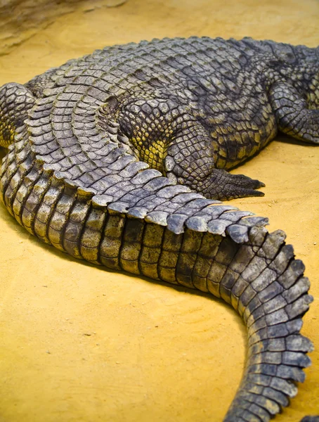 Крупный план хвоста крокодила с деталями кожи — стоковое фото
