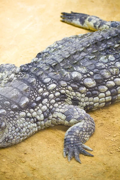 Krokodil van de kant — Stockfoto