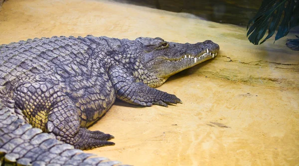 Portrait of a crocodile in a reptilarium — Stock Photo, Image