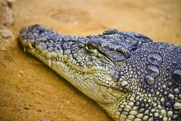 Nahaufnahme eines Krokodils — Stockfoto