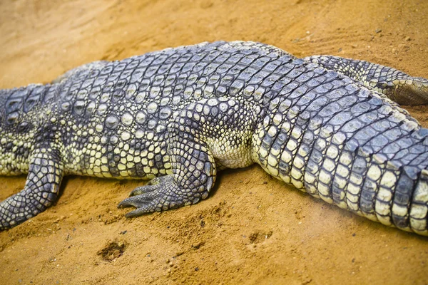 Krokodil ruht — Stockfoto