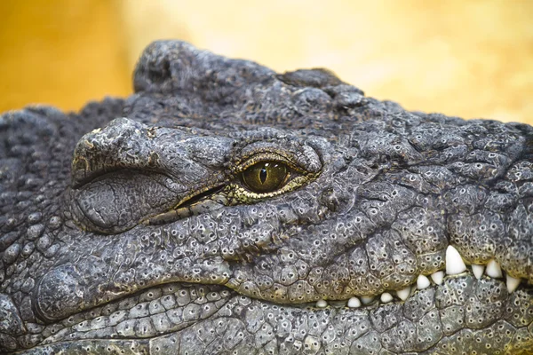 Crocodilo descansando com detalhes do olho — Fotografia de Stock