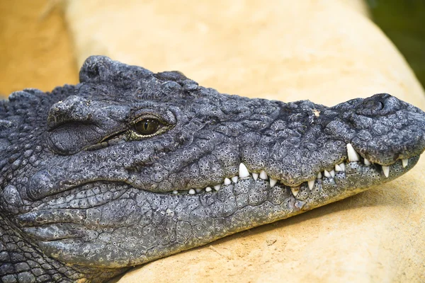 Gevaarlijke alligator met gesloten mond — Stockfoto