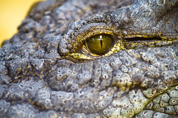 Gevaarlijke alligator oog detail — Stockfoto