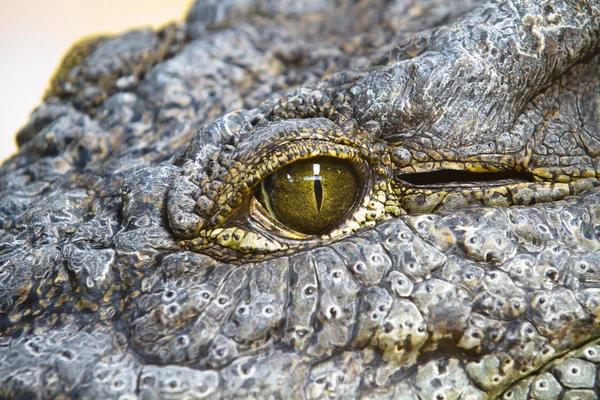 Alligatorer vilar på sanden — Stockfoto