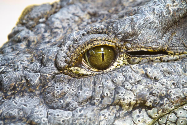 Gevaarlijke alligator oog detail — Stockfoto