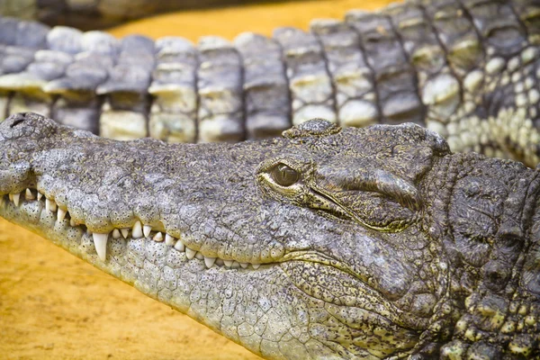 Big crocodile in vivarium — Stock Photo, Image