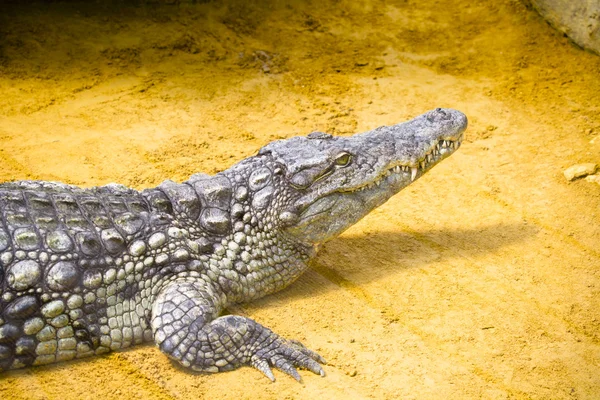 Маленький крокодил в вивариуме — стоковое фото