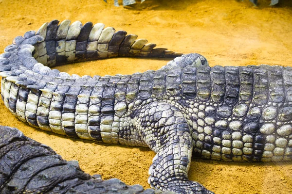 Crocodilo, detalhes da pele — Fotografia de Stock