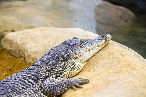 Alligator ruht im Schatten. — Stockfoto